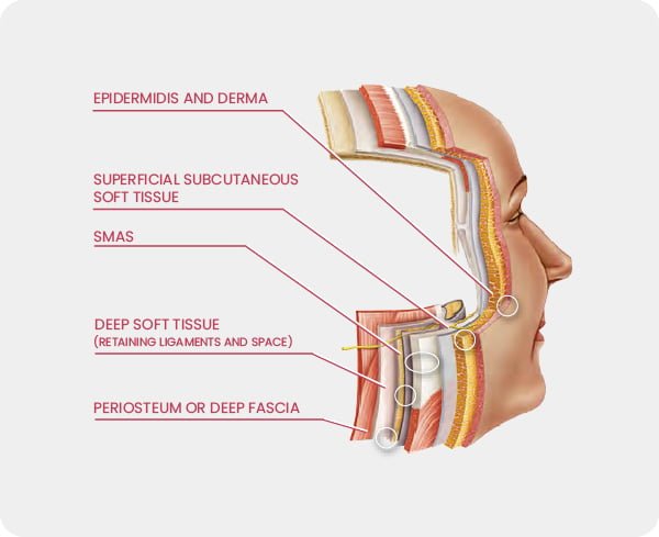 Diagram describing the different layers of the skin